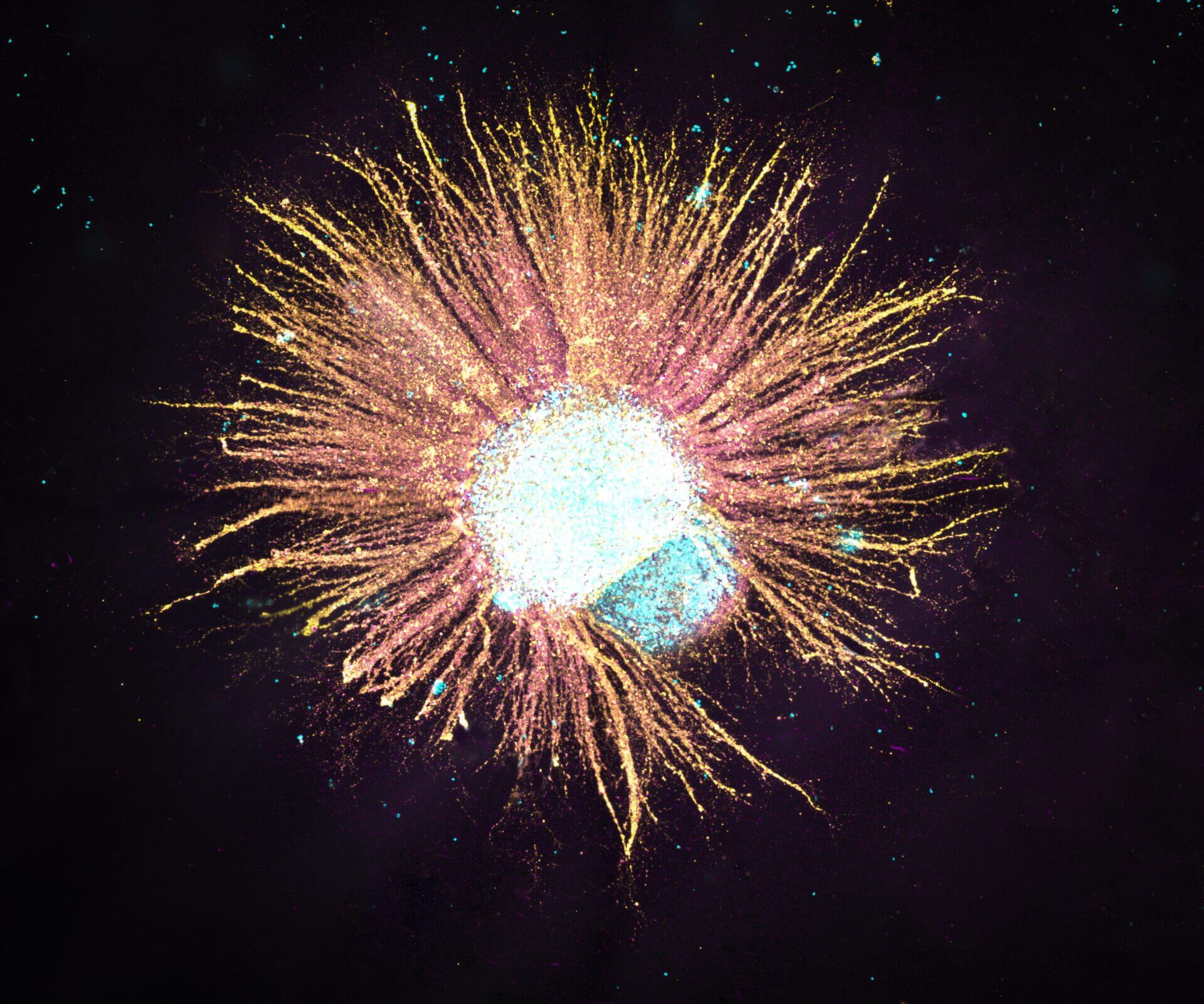 RocketCell™ 3D NSC Complete Growth Kit, AOF - Image 3