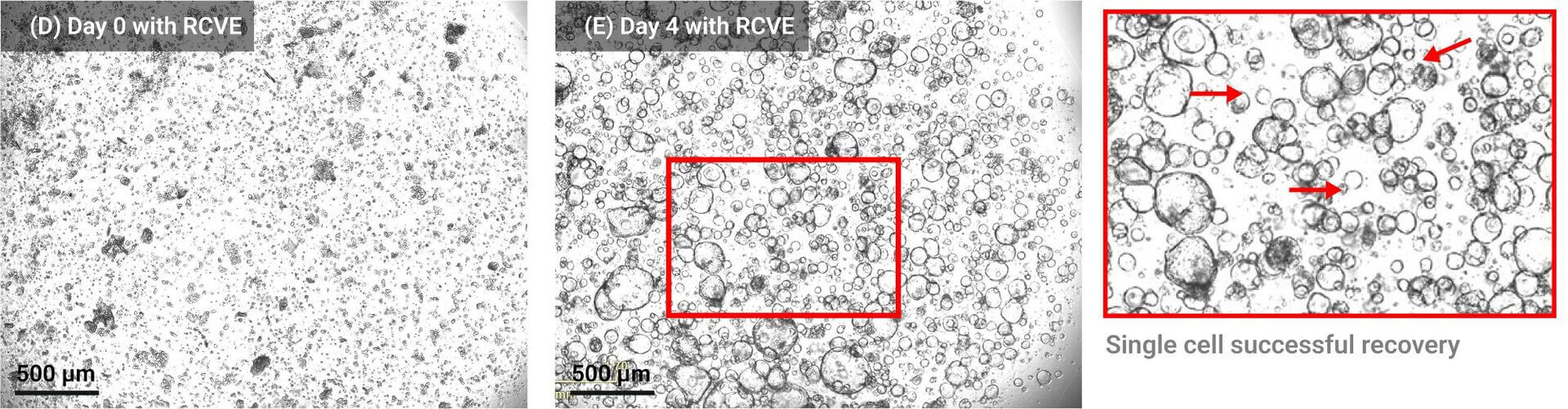 Panel D: Day 0 with RCVE showing sparse cells under a grayscale micrograph (500 μm scale).