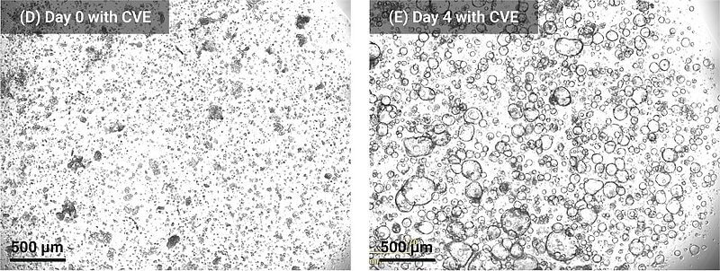 Two side-by-side micrographs labeled Day 0 with CVE and Day 4 with CVE; left panel shows densely packed tiny particles, right panel shows many larger droplets, both with a 500 μm scale bar for reference.