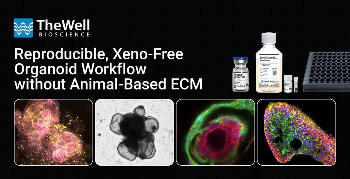 Hero banner for TheWell Bioscience announcing a reproducible, xeno-free organoid workflow without animal-based ECM, with lab vials and equipment on the right.
