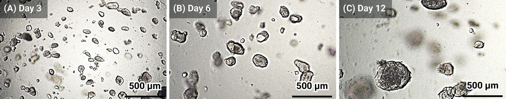 Day 3 micrograph showing numerous small irregular particles dispersed on a light background; scale bar 500 μm in the lower right corner.
