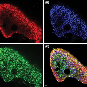 Panel A: red fluorescent staining outlining cell borders in a curved tissue section.
