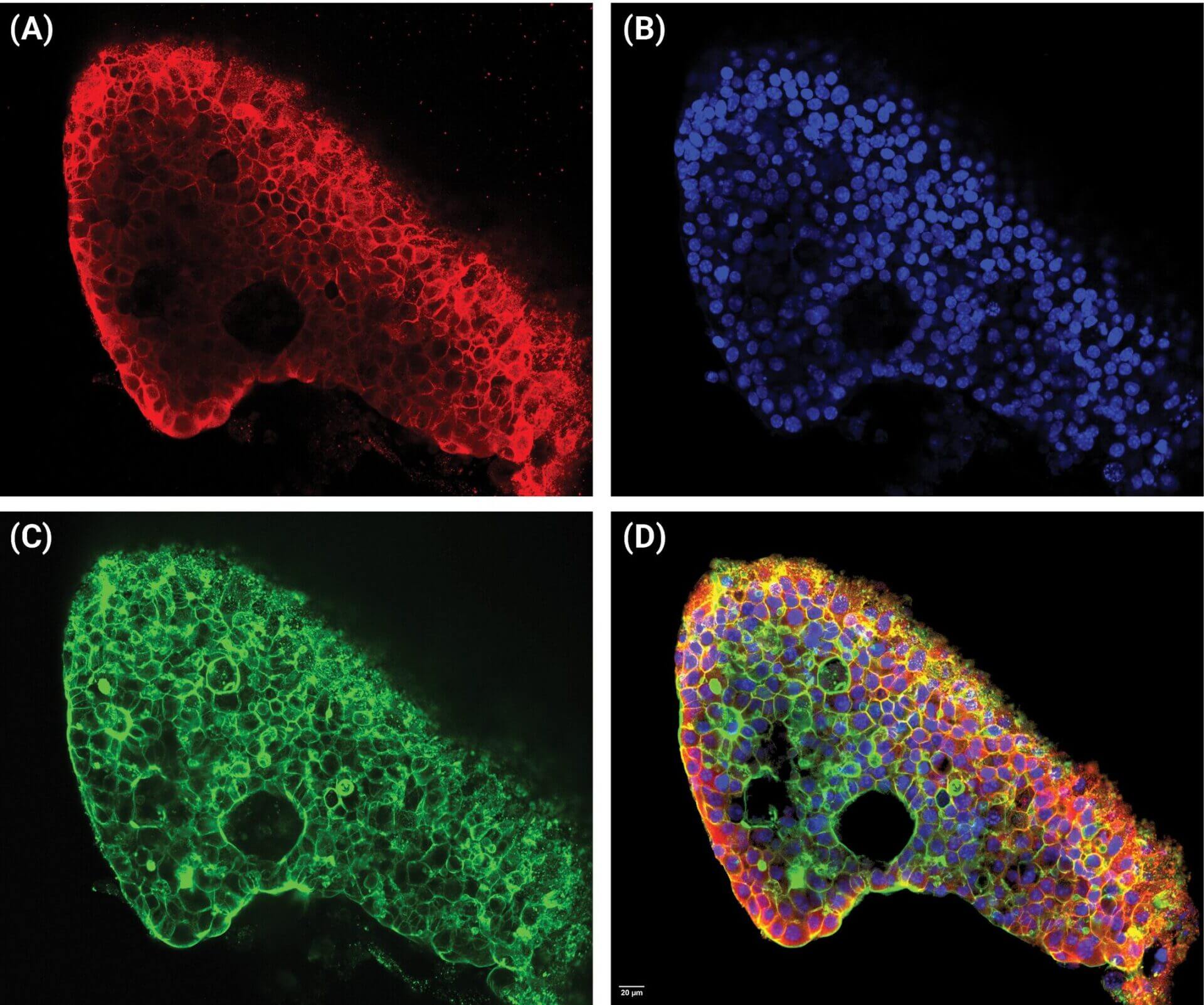 Panel A: red fluorescent staining outlining cell borders in a curved tissue section.
