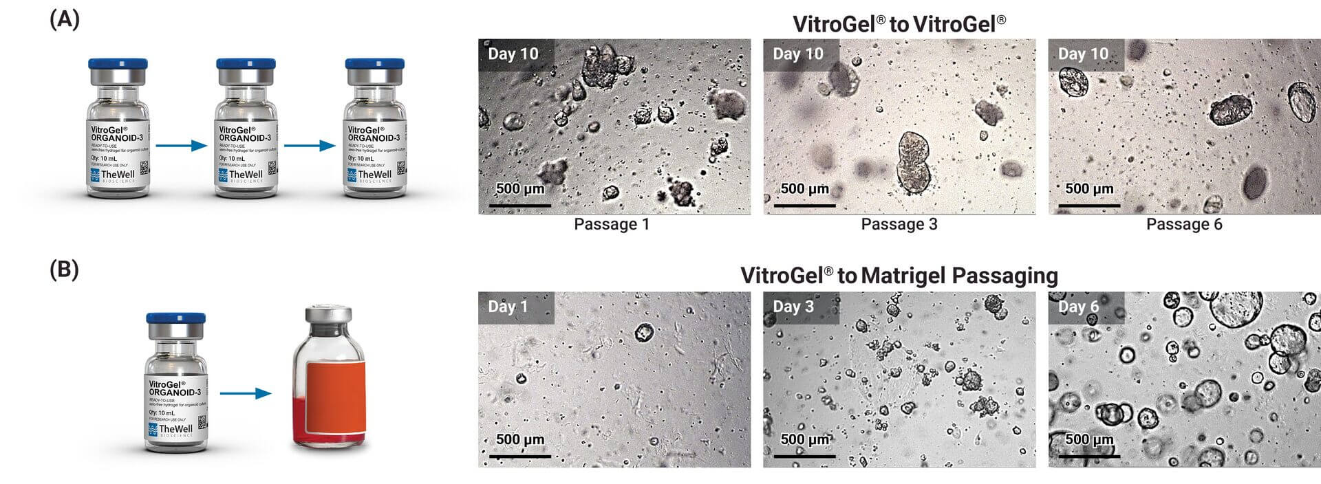 Three VitroGel Organoid-3 vials with blue caps arranged left to right with arrows between, illustrating sequential use by a workflow diagram.