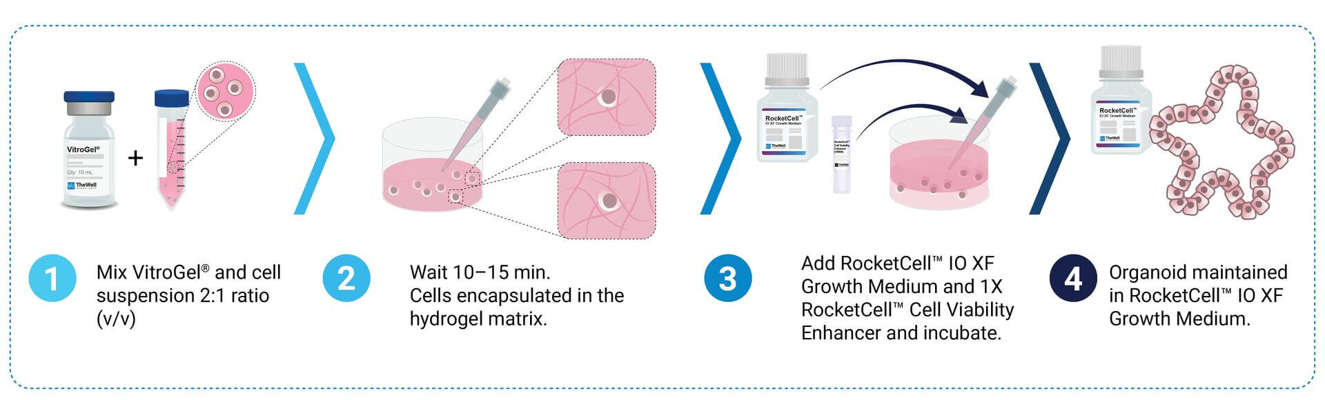 Step-by-step protocol: mix VitroGel with cells, encapsulate in hydrogel, add RocketCell IO XF Growth Medium and Viability Enhancer, maintain organoids.