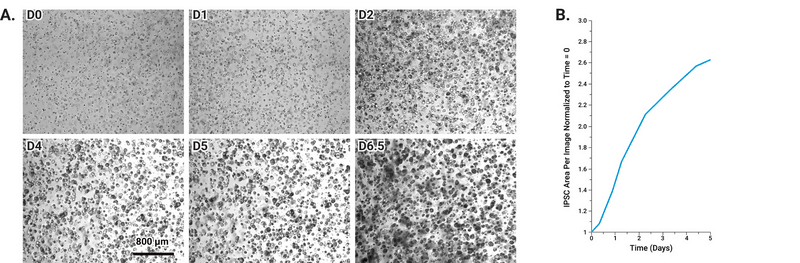 Composite figure: Panel A shows six grayscale cell micrographs labeled D0, D1, D2, D4, D5, and D6.5 illustrating increasing cell density over days. Panel B is a line graph of IPSC area per image normalized to time=0, plotted against Time (days) from 0 to 5, showing a rising trend.