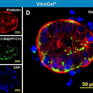 Composite fluorescence image of a cell in VitroGel showing red actin (phalloidin), green lipid marker (C1-BODIPY-C12), and blue nuclei (DAPI) with a 50 μm scale bar; merged panel on the right.