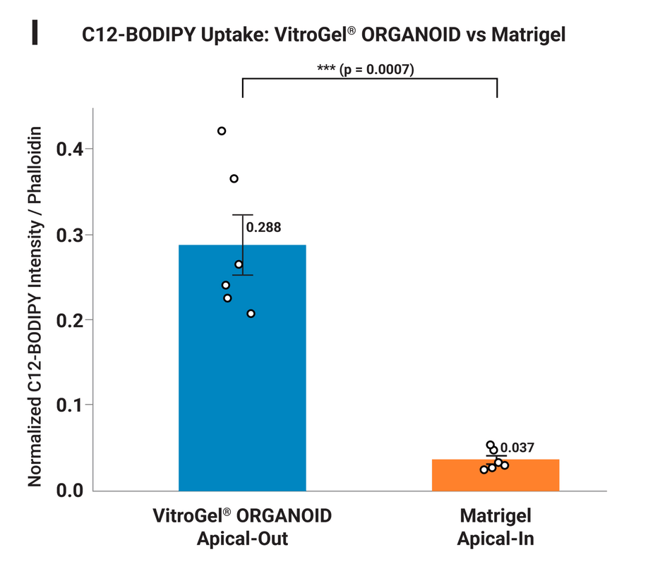 Bar chart comparing C12-BODIPY uptake between VitroGel ORGANOID (Apical-Out) and Matrigel (Apical-In); blue bar higher with individual data points and mean error bar; p=0.0007.