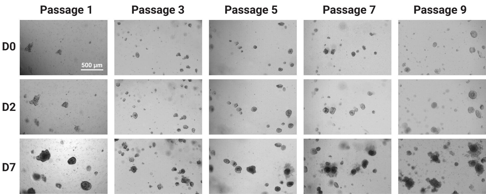 D0, Passage 1: grayscale micrograph showing sparse particles; scale bar 500 μm visible on the image center-right.