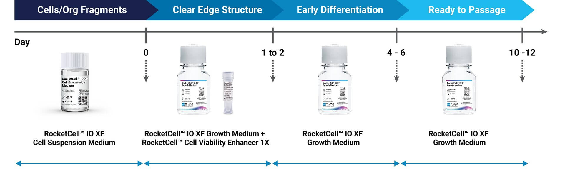 Timeline infographic of RocketCell media used over days 0, 1–2, 4–6, and 10–12 with bottle images and labels: Cell Suspension Medium at day 0, Growth Medium thereafter.