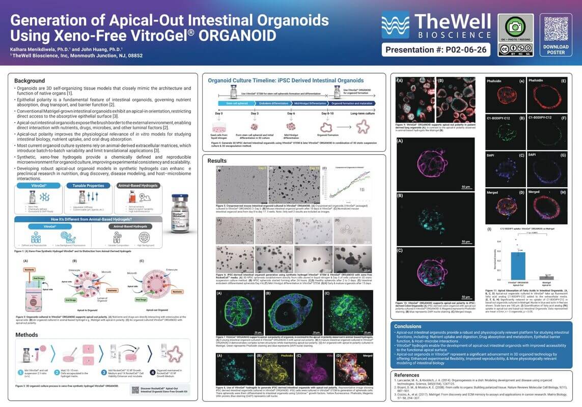 Poster on apical-out intestinal organoids using VitroGel ORGANOID; includes timeline, methods, and multiple microscopy panels.