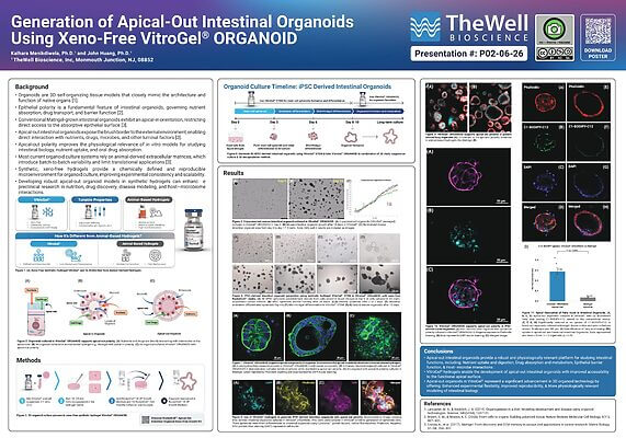 Poster on apical-out intestinal organoids using VitroGel ORGANOID; includes timeline, methods, and multiple microscopy panels.