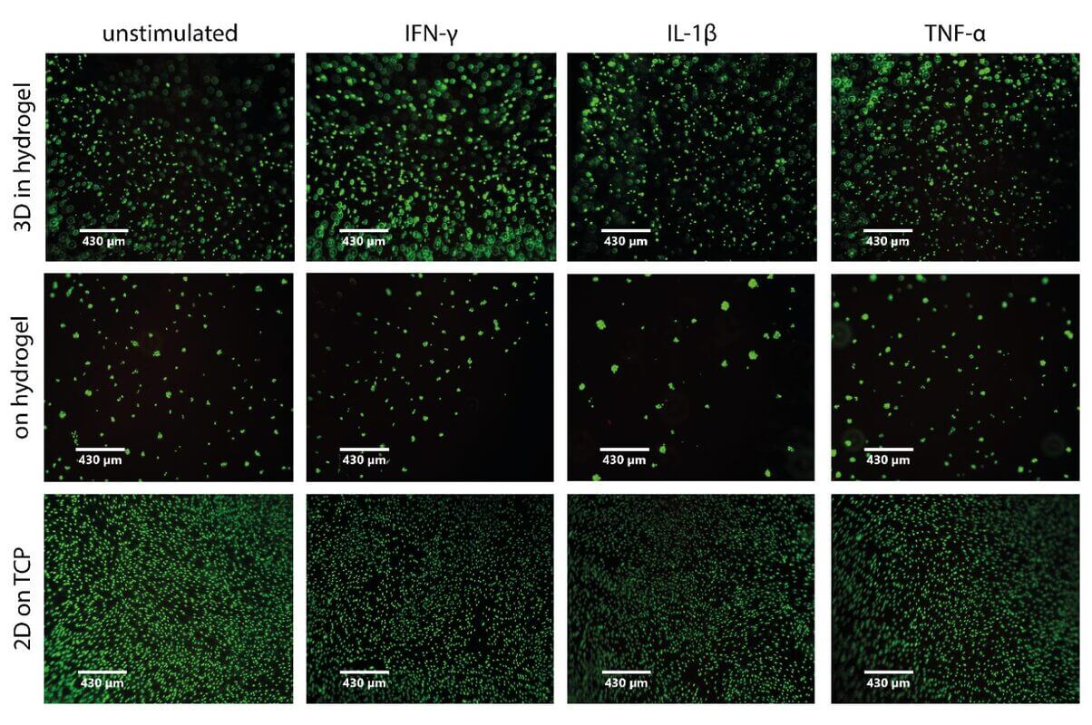 Fluorescent images of green-labeled cells under four cytokine treatments on three substrates (3D hydrogel, hydrogel, and 2D TCP).