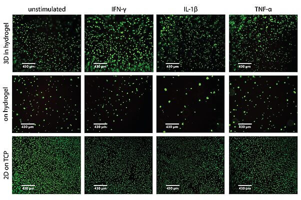 Fluorescent images of green-labeled cells under four cytokine treatments on three substrates (3D hydrogel, hydrogel, and 2D TCP).