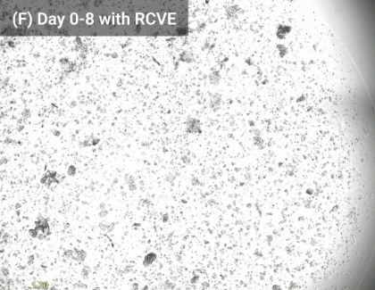 Grayscale solar surface image with granulation and dark spots; caption reads 'Day 0-8 with RCVE'.