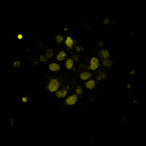 Alternative view of RocketCell™ S1 Supplement (50X), AOF