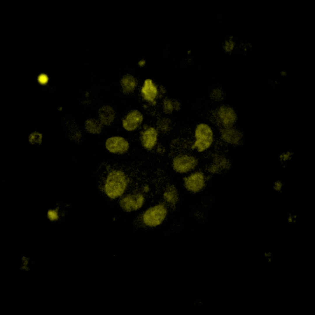 RocketCell™ S2 Supplement (100X), AOF - Image 2