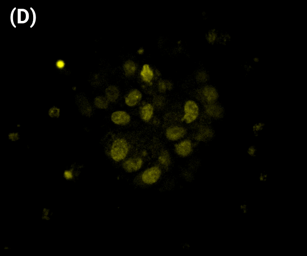 Fluorescent image showing yellow-stained cell nuclei clustered in a dark field (panel D).