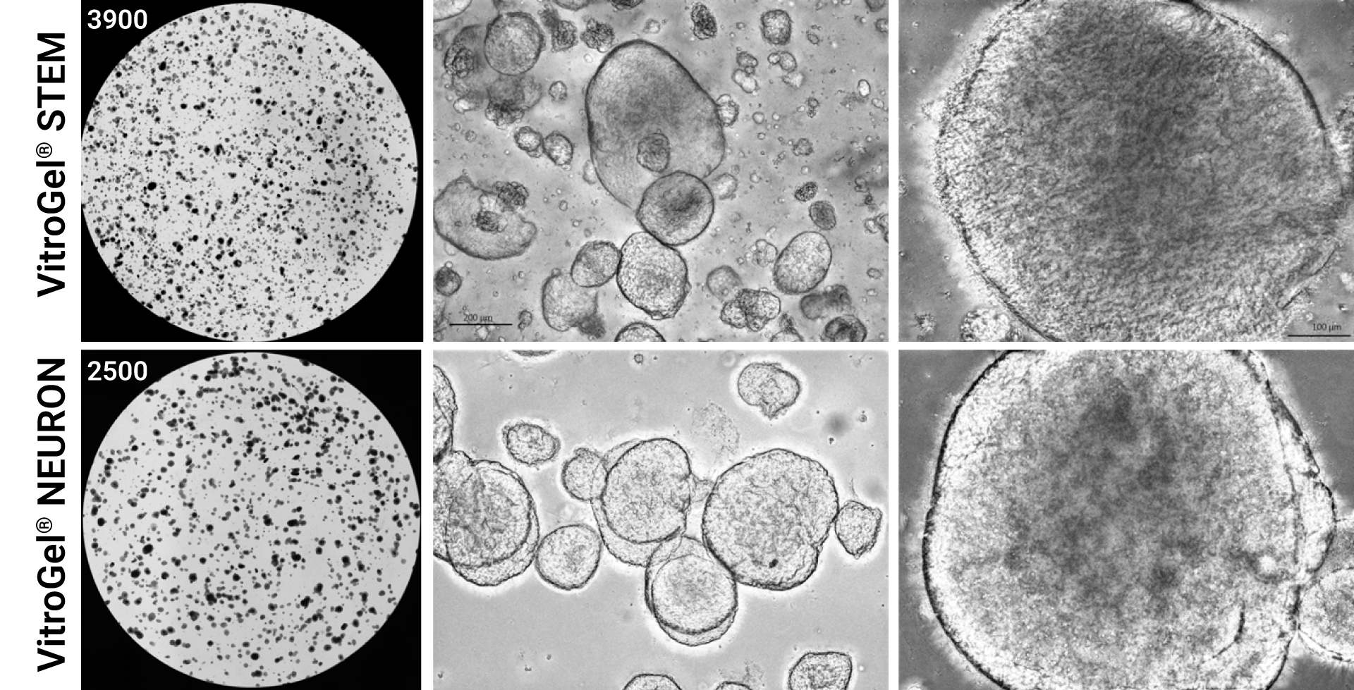 Collage comparing ViTroGel STEM (top) and NEURON (bottom): left panels show round speckled gel disks, middle panels show grayscale electron micrographs of cells, right panels show close-up of a textured circular cell structure.