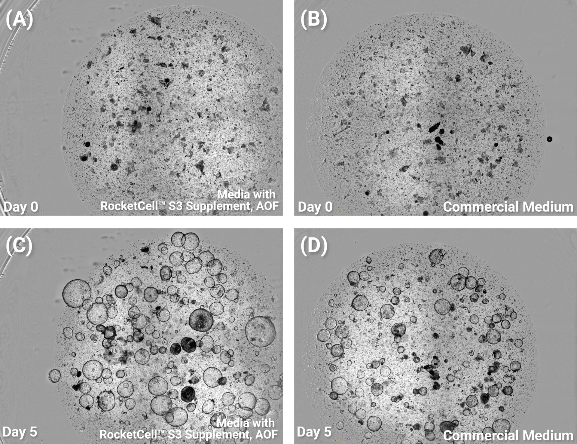 Panel A: Day 0 culture in RocketCell S3 Supplement (AOF) in a round dish with dense cell material scattered across the surface.