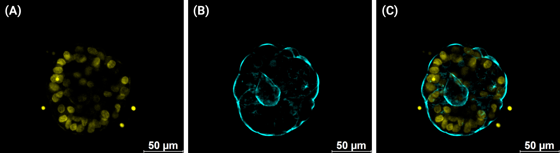 Panel A: Yellow fluorescent cell cluster with scattered bright dots on a black background; scale bar 50 μm.