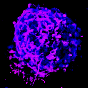 Fluorescent image of a cell cluster with blue and magenta staining, shows a spherical cell aggregate on a black background.