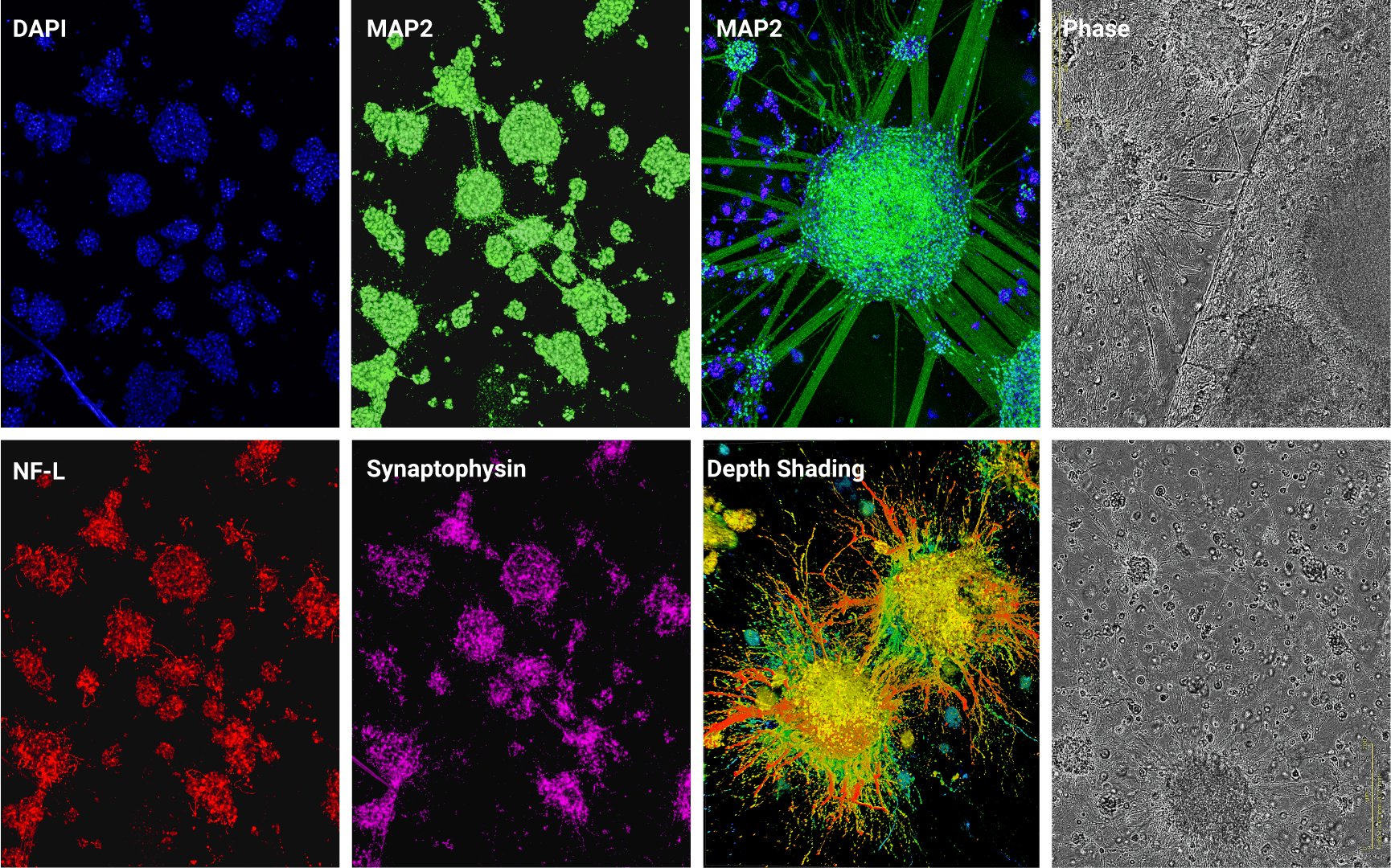 RocketCell-S3 N2B27 Supplement_Immunofluorescence staining of