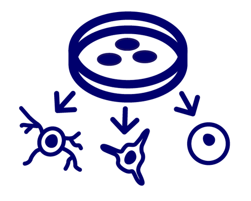 Blue line diagram showing a culture dish at the top with three small circular cells inside, and three arrows pointing to three distinct neural cell icons below (neuron-like shapes) indicating derivation or transfer from the dish.