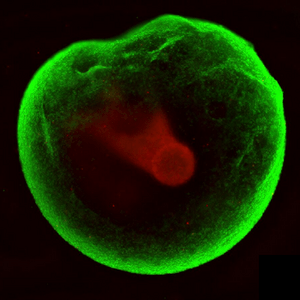 Fluorescent micrograph of a circular cell with a bright green outer membrane and a red central structure (nucleus).