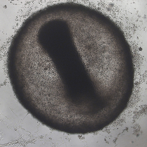Under a microscope, a single large circular cell with a dense dark interior and a vertical groove.