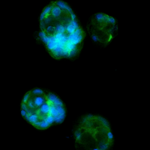 Fluorescent microscopy image of four cells with blue nuclei and green cytoplasm against a black background.